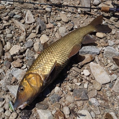 ニゴイの釣果