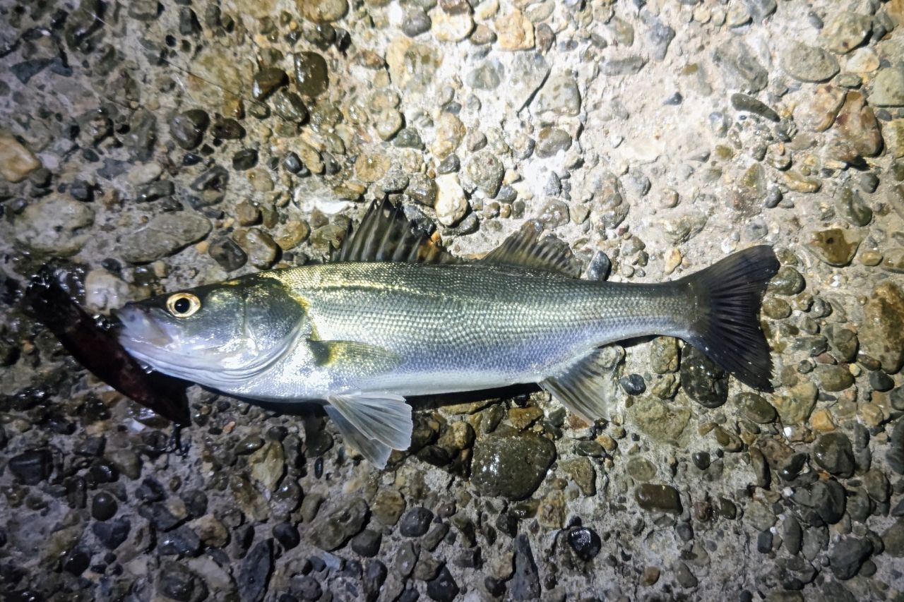 SHIMANO 18ディアルーナ S86MLの最安値・インプレ・釣果 | 本音の