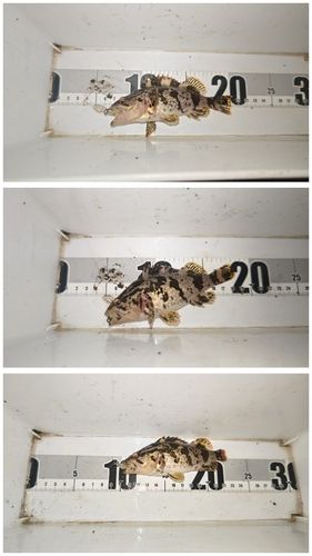 タケノコメバルの釣果