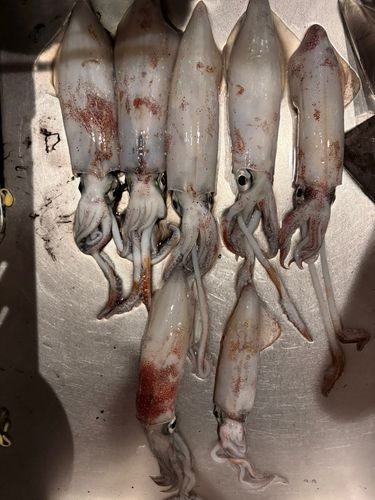 マルイカの釣果