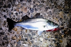 セイゴ（マルスズキ）の釣果