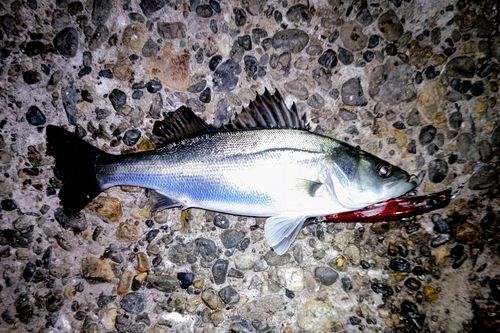 セイゴ（マルスズキ）の釣果