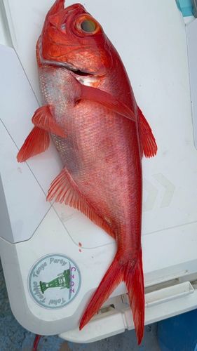キンメダイの釣果