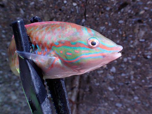 キュウセンの釣果