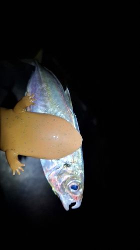 マアジの釣果