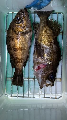 メバルの釣果