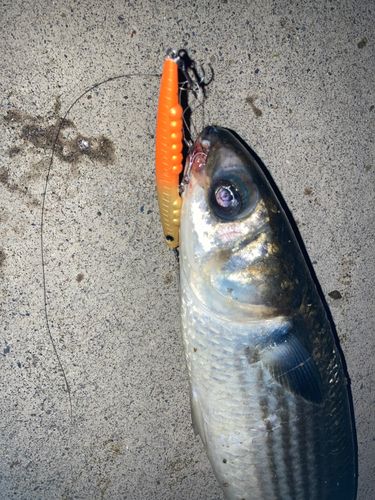 ボラの釣果