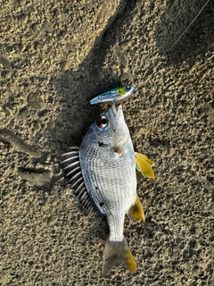 キビレの釣果