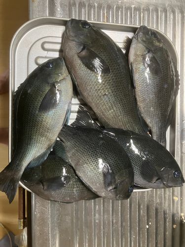 メジナの釣果