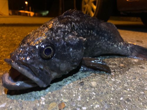 クロソイの釣果