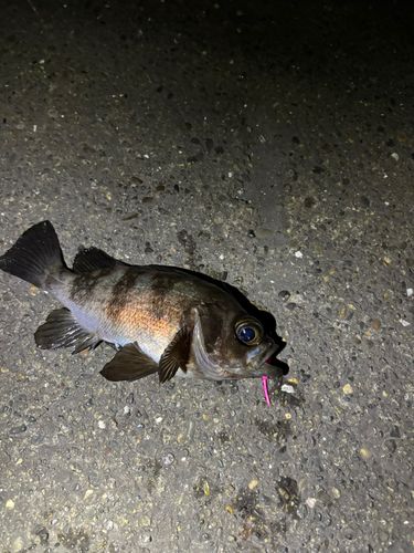 メバルの釣果