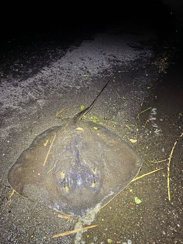 アカエイの釣果