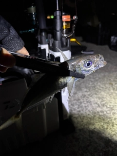 マアジの釣果