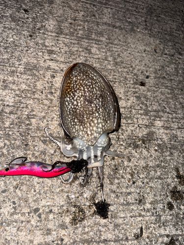 コウイカの釣果