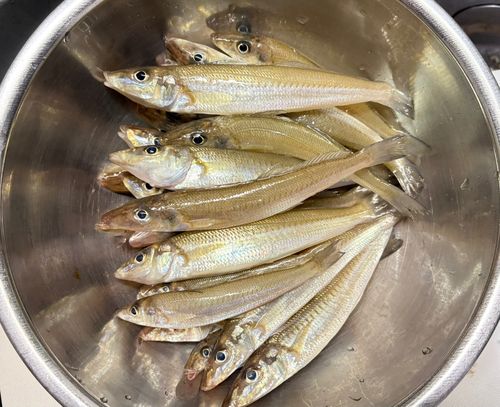 シロギスの釣果