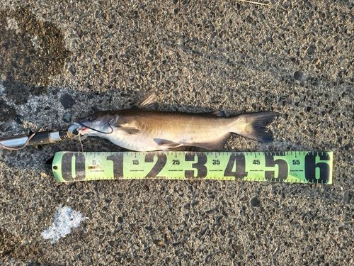 アメリカナマズの釣果