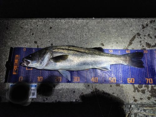 スズキの釣果