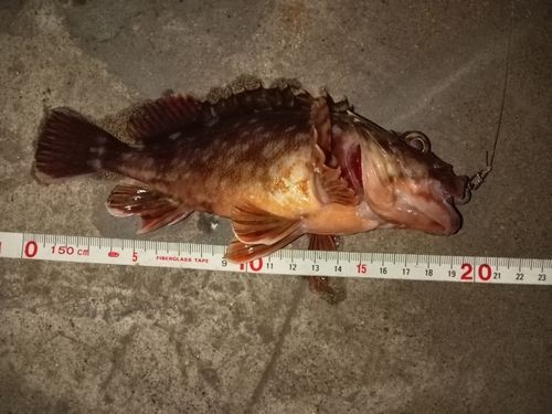 カサゴの釣果