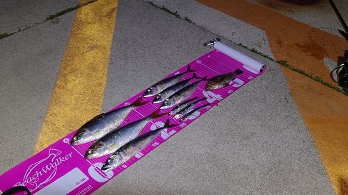 コノシロの釣果