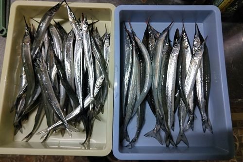 サヨリの釣果