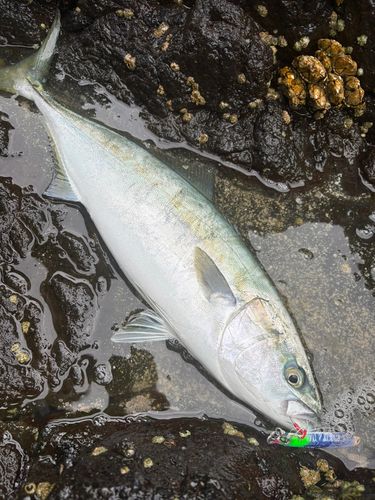 イナダの釣果