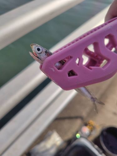 カタクチイワシの釣果