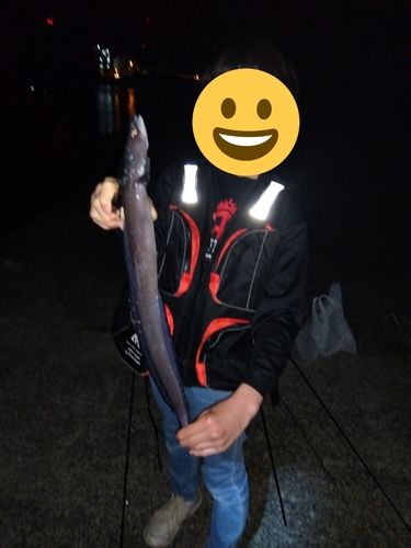 クロアナゴの釣果