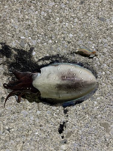 コウイカの釣果