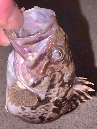クロソイの釣果