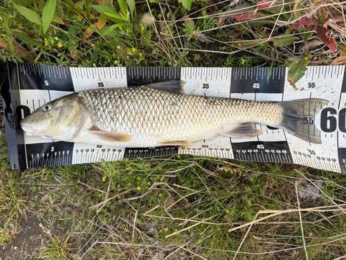 ニゴイの釣果