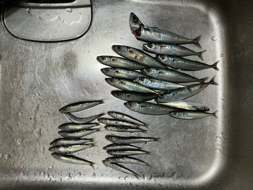 サバの釣果