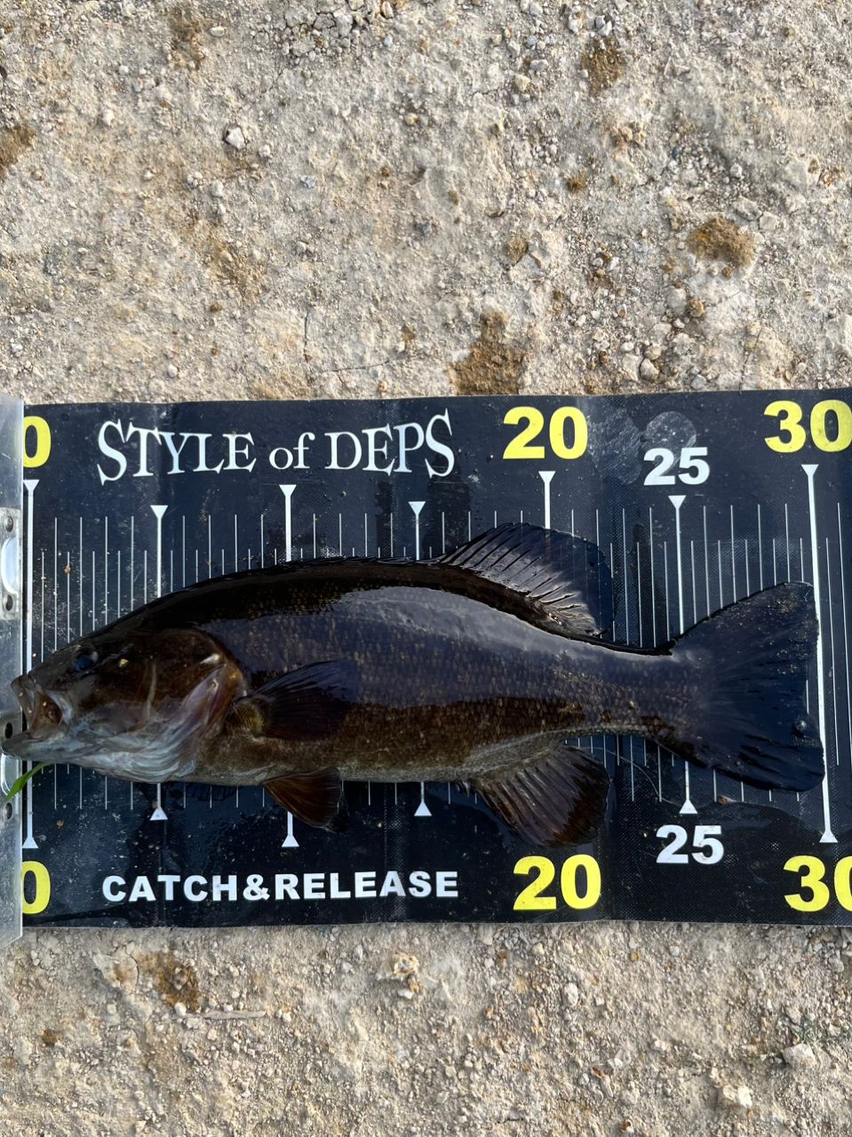 DAIWA 21ブラックレーベル トラベル S66L-5の最安値・インプレ・釣果