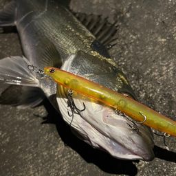 アングラー485083 さんの 2026年05月09日のスズキの釣り・釣果情報
