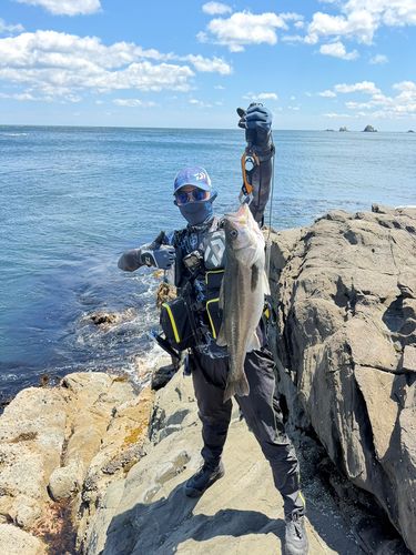 マルスズキの釣果