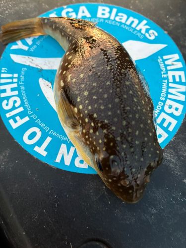 フグの釣果