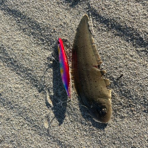シタビラメの釣果