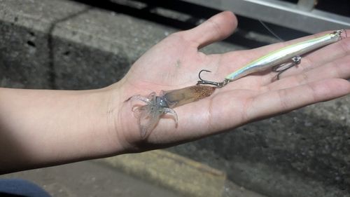 ヒイカの釣果