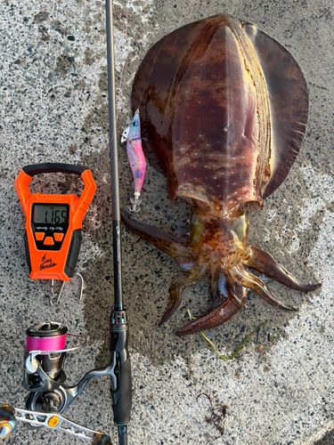 アオリイカの釣果