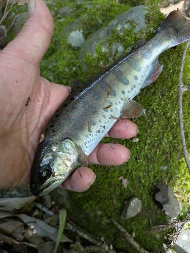 アマゴの釣果