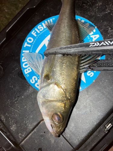 セイゴ（マルスズキ）の釣果