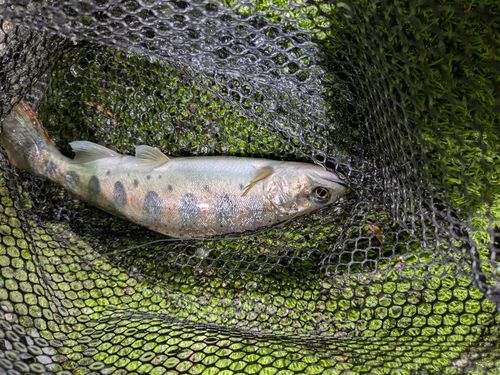 アマゴの釣果