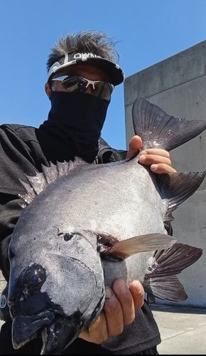 イシダイの釣果