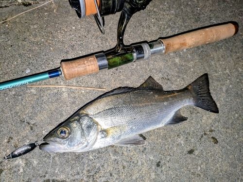 セイゴ（ヒラスズキ）の釣果