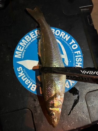 シロギスの釣果