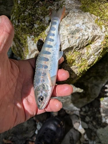 アマゴの釣果