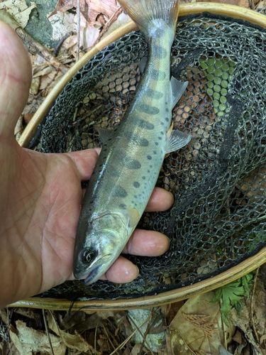 アマゴの釣果