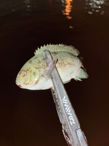 メジナの釣果