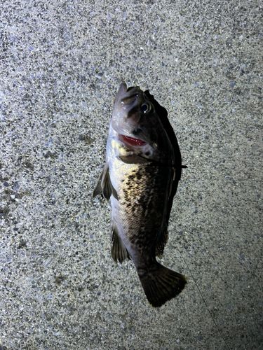 クロソイの釣果