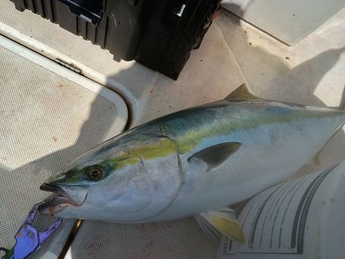 ブリの釣果
