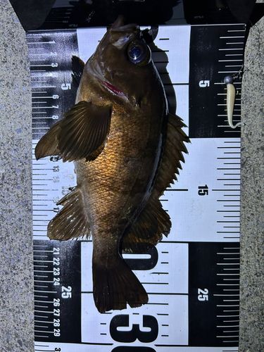 アカメバルの釣果